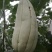 高石脆瓜