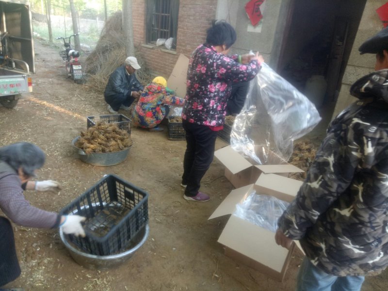 桑树架