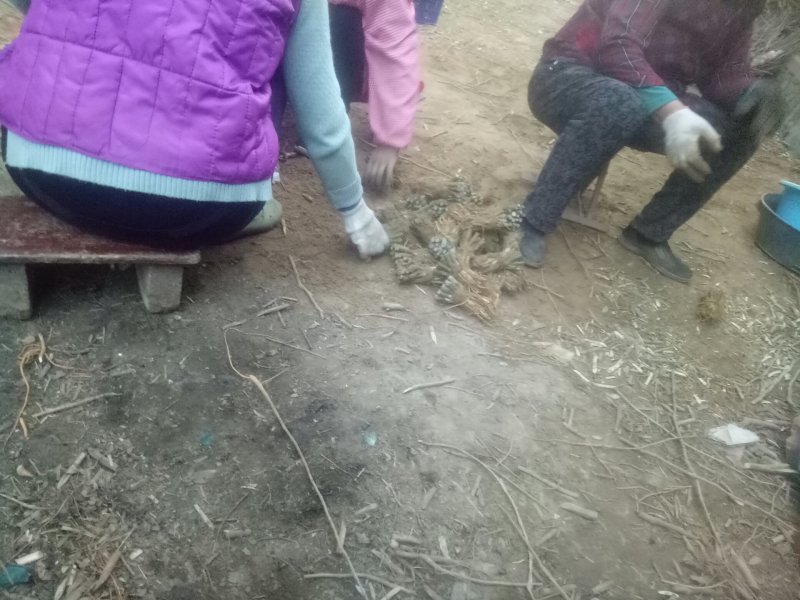 桑树架