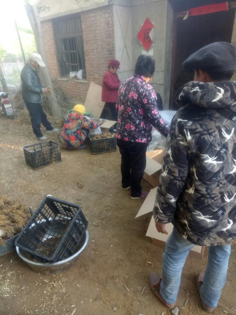 桑树架