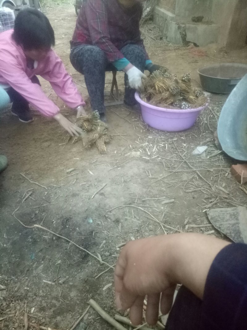 桑树架