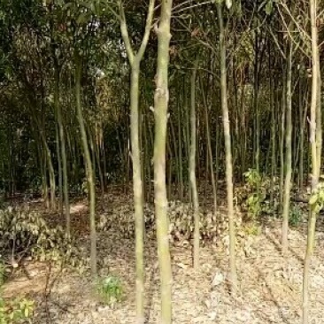 香樟树香樟树苗（小苗2--6公分）
