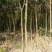 香樟树香樟树苗（小苗2--6公分）