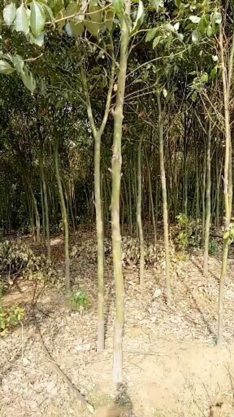 香樟树香樟树苗（小苗2--6公分）