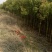 香樟树香樟树苗（小苗2--6公分）