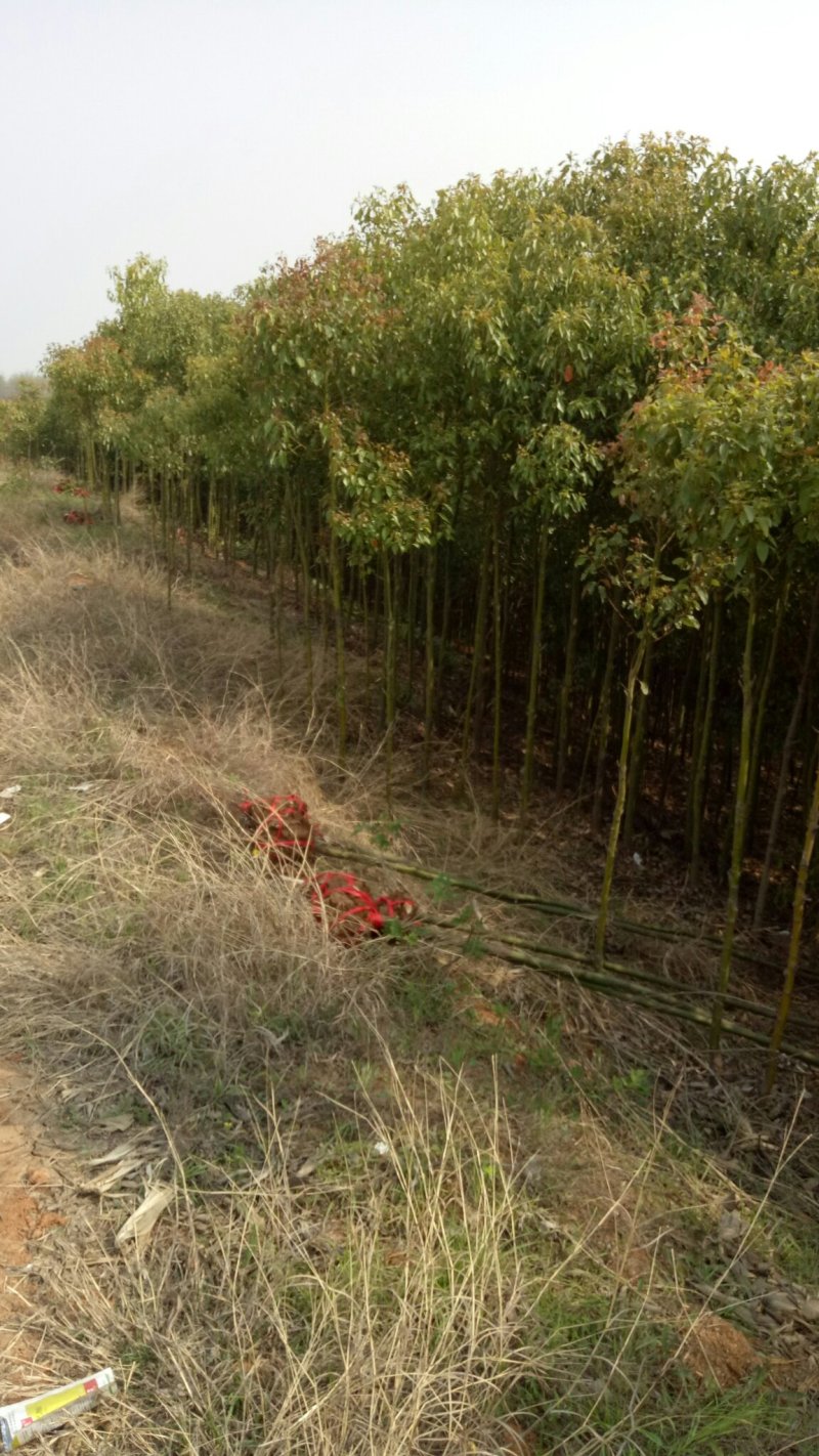 香樟树香樟树苗（小苗2--6公分）