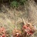 香樟树香樟树苗（小苗2--6公分）