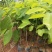 凤梨释迦果苗南方种植带土营养杯苗凤梨释迦树苗