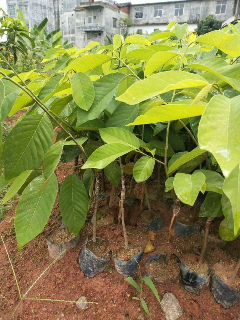 凤梨释迦果苗南方种植带土营养杯苗凤梨释迦树苗