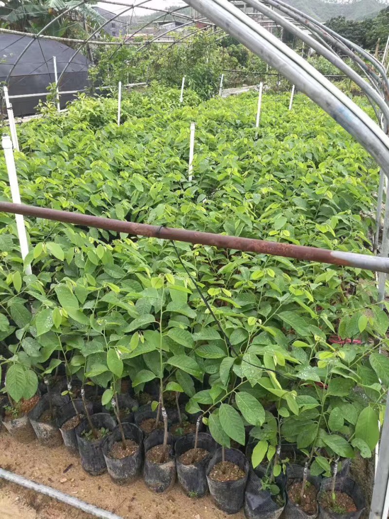 凤梨释迦果苗南方种植带土营养杯苗凤梨释迦树苗