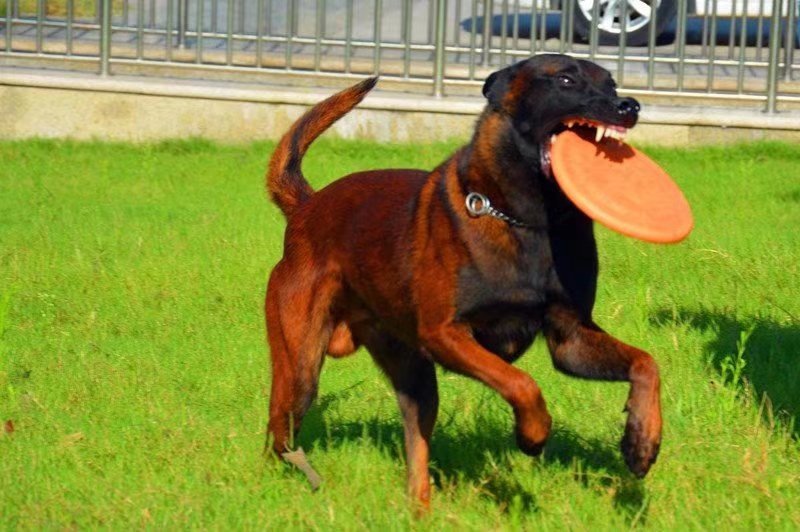 马犬纯种高品质幼崽精品爆红马犬工作犬警用马犬