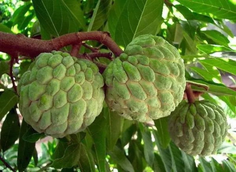 凤梨释迦果苗南方种植带土营养杯苗凤梨释迦树苗