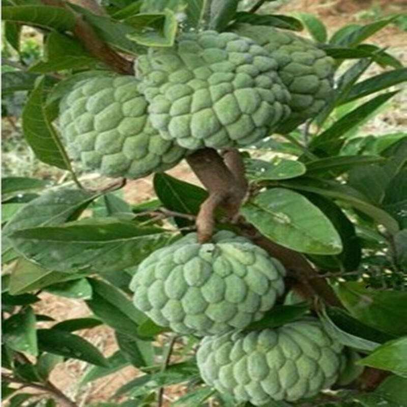 凤梨释迦果苗南方种植带土营养杯苗凤梨释迦树苗