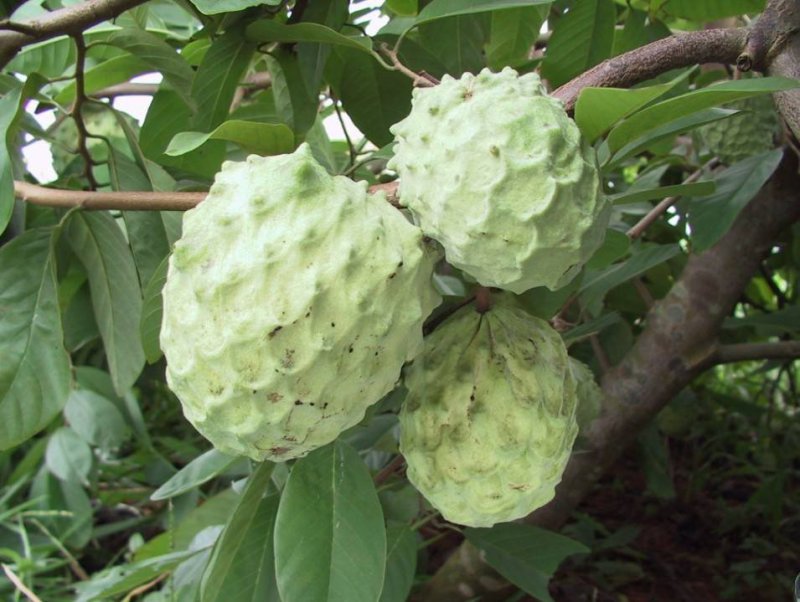 凤梨释迦果苗南方种植带土营养杯苗凤梨释迦树苗