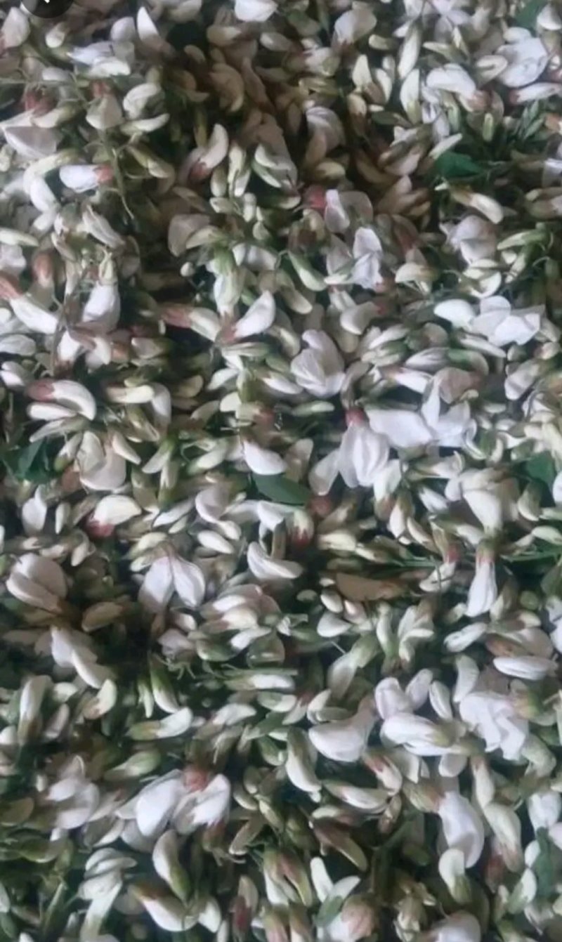 槐花