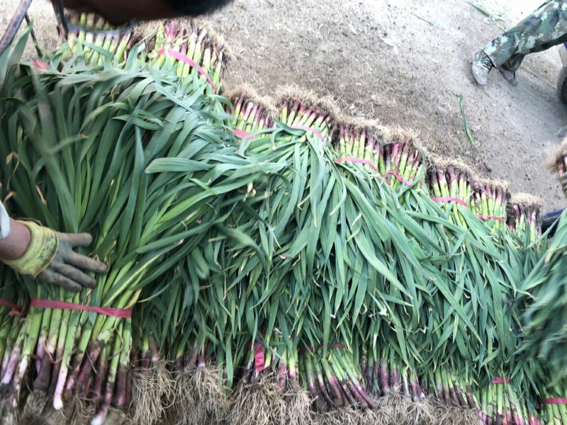 甘谷蒜苗每天大量供应，有需要者电话联系