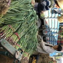 甘谷蒜苗每天大量供应，有需要者电话联系
