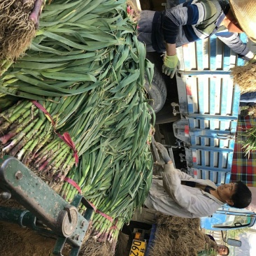甘谷蒜苗每天大量供应，有需要者电话联系