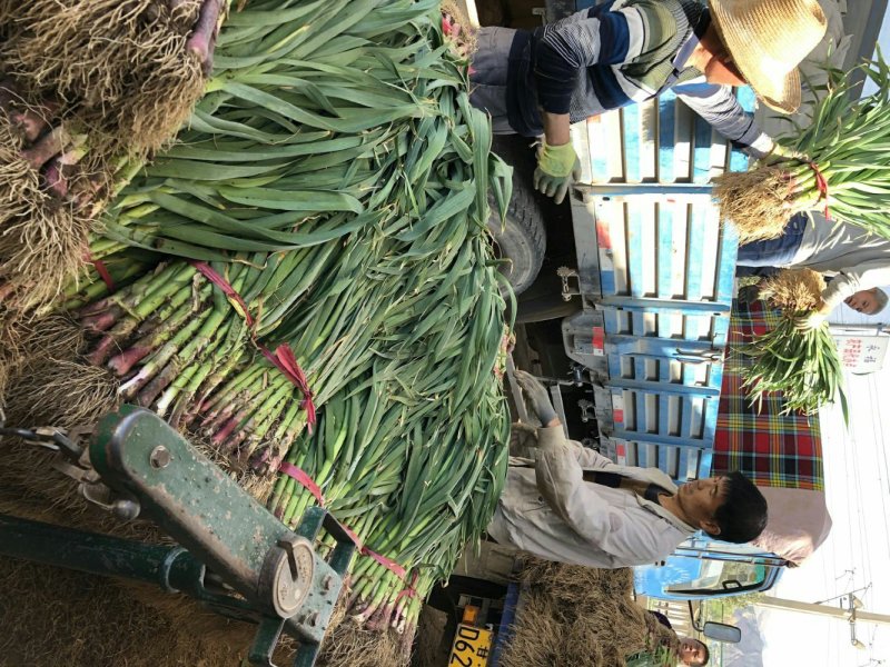 甘谷蒜苗每天大量供应，有需要者电话联系