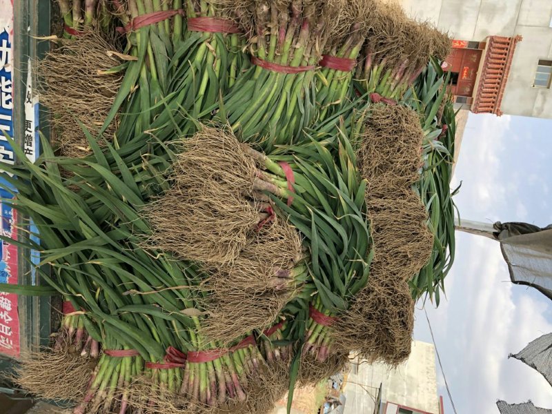 甘谷蒜苗每天大量供应，有需要者电话联系