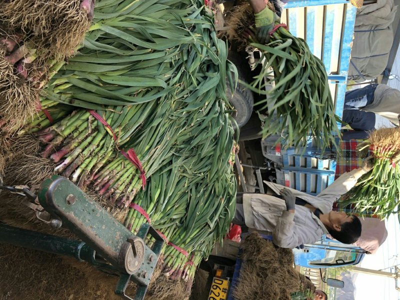 甘谷蒜苗每天大量供应，有需要者电话联系