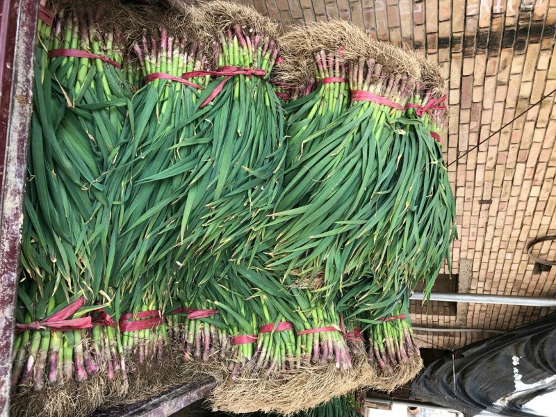 甘谷蒜苗每天大量供应，有需要者电话联系