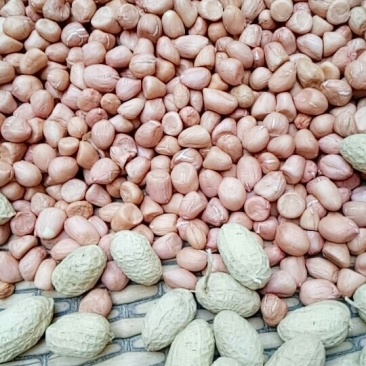 罗汉果手工剥米花生种子大量有货价格美丽