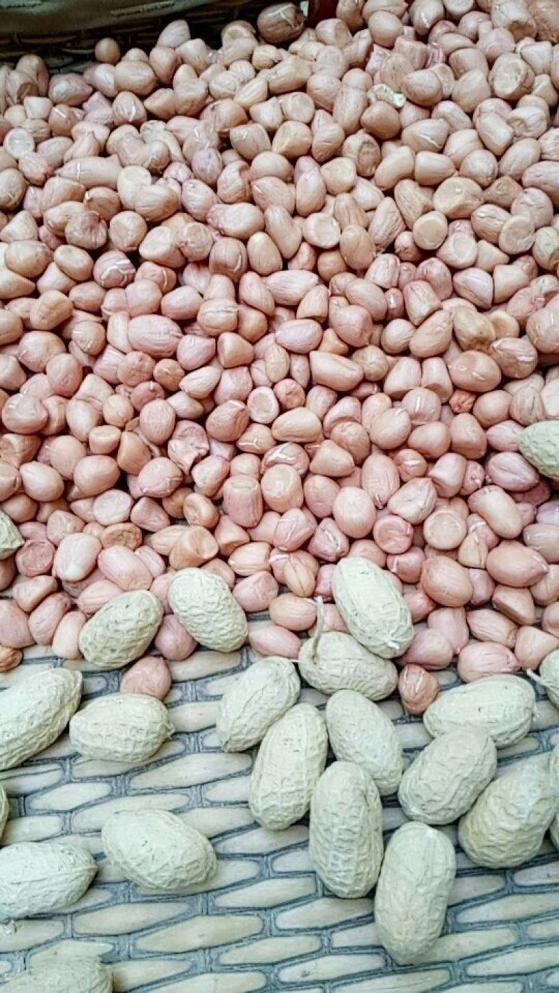 罗汉果手工剥米花生种子大量有货价格美丽