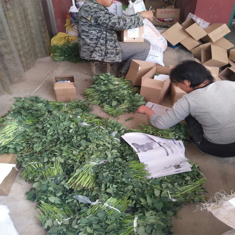 红薯秧苗