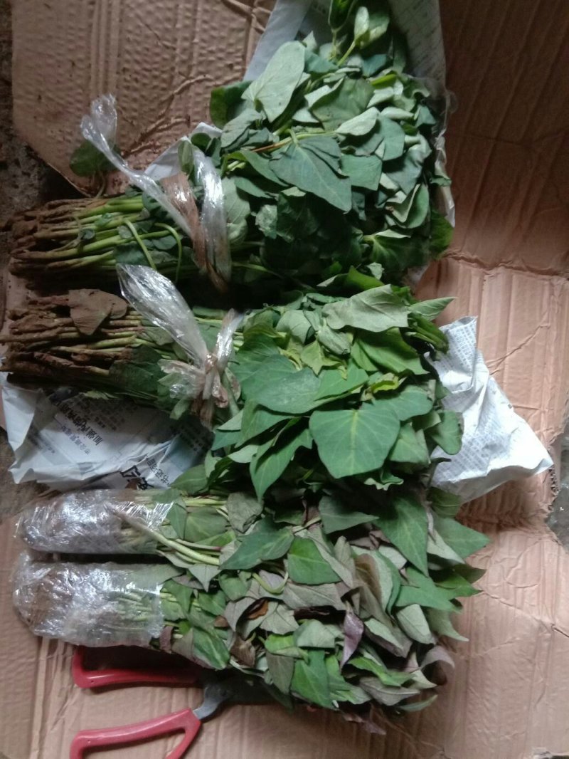 红薯秧苗