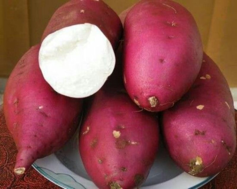 红薯秧苗