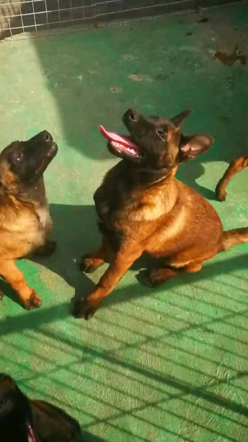 马犬高品质活体幼崽工作犬警用犬爆红比利时纯种马犬