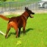 马犬高品质活体幼崽工作犬警用犬爆红比利时纯种马犬