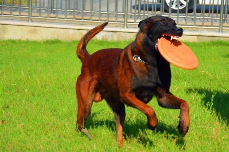马犬高品质活体幼崽工作犬警用犬爆红比利时纯种马犬