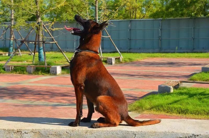 马犬高品质活体幼崽工作犬警用犬爆红比利时纯种马犬
