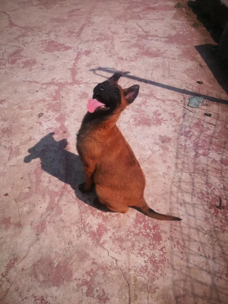 马犬高品质活体幼崽工作犬警用犬爆红比利时纯种马犬