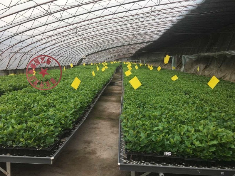 矮化樱桃苗组培吉塞拉枮木6号樱桃树苗欢迎实地考察