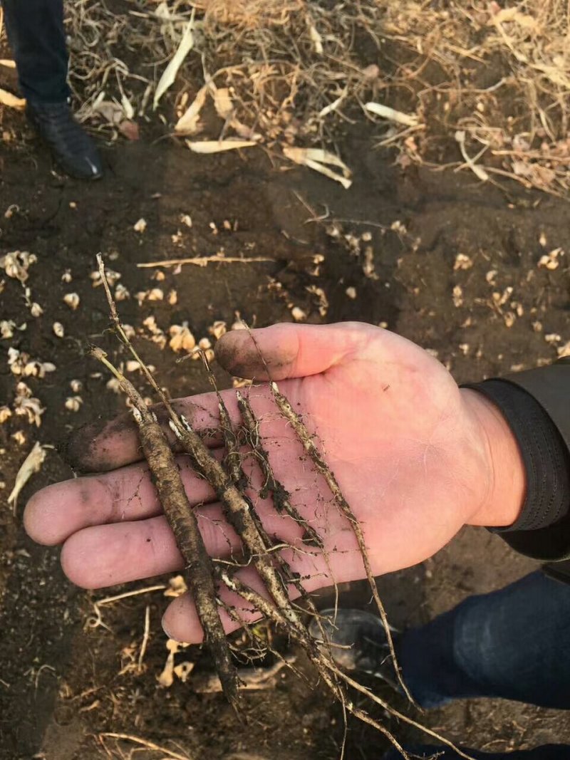 白鲜皮