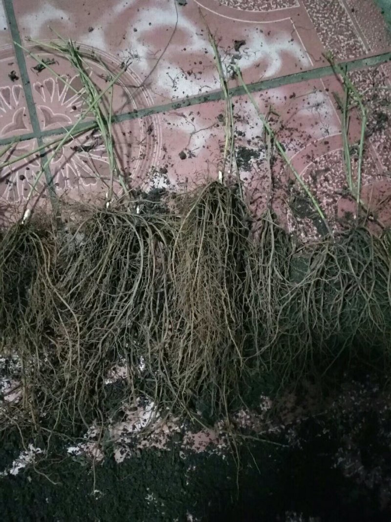 白鲜皮