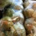 邯郸甘蓝