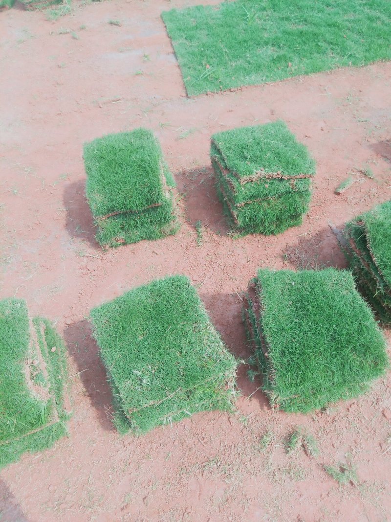 马尼拉草皮草卷