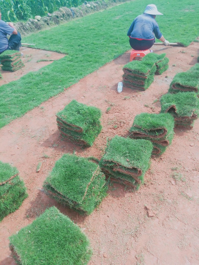 马尼拉草皮草卷