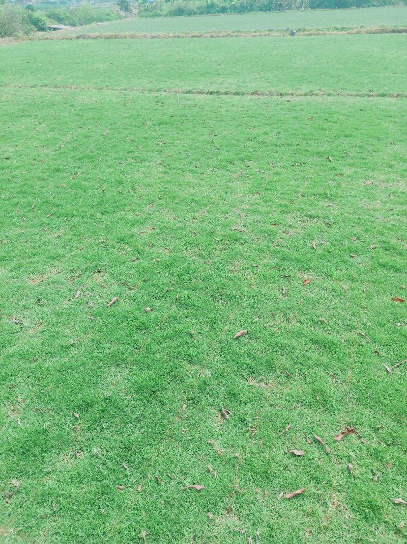 马尼拉草皮草卷