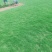 马尼拉草皮草卷