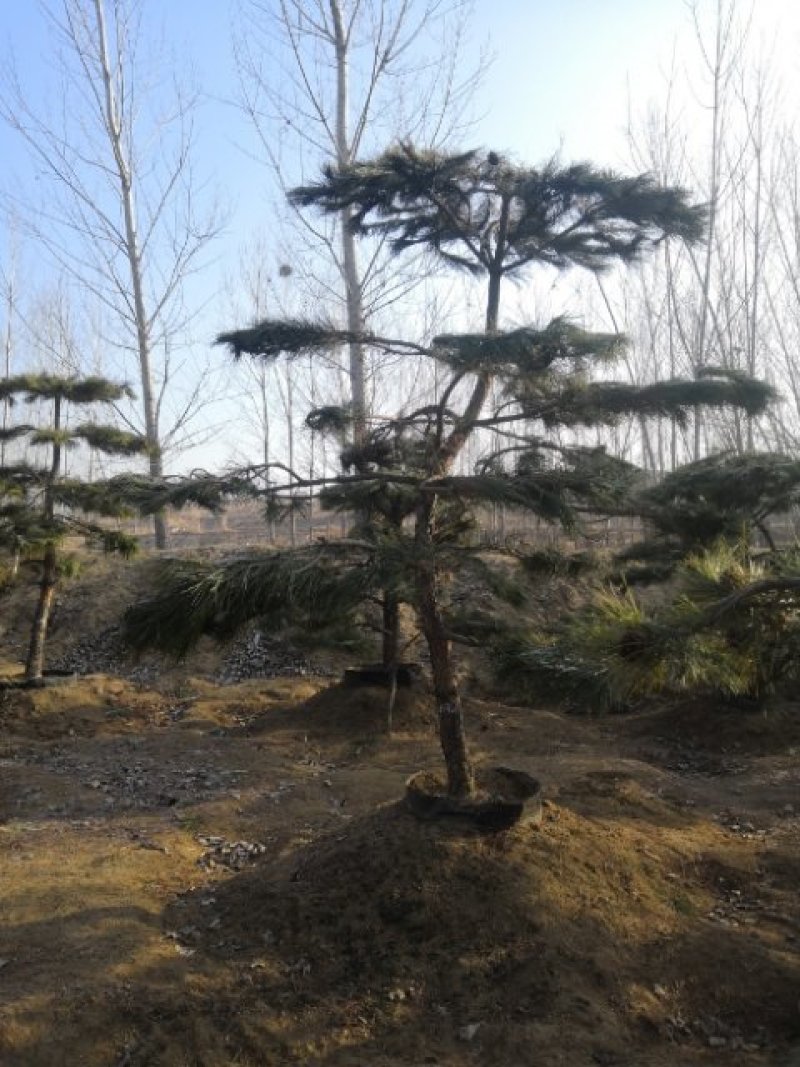 造型油松黑松