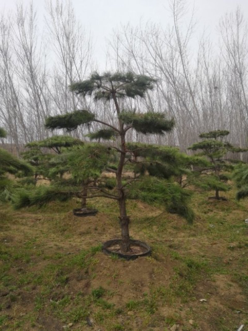 造型油松黑松