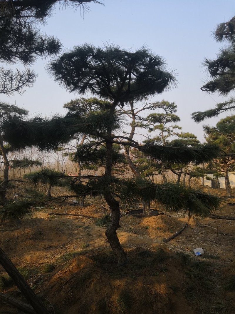 造型油松黑松
