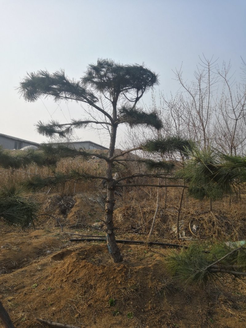 造型油松黑松