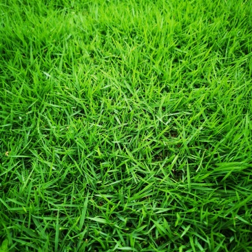 马尼拉草皮