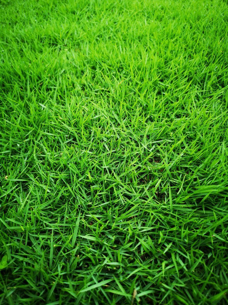 马尼拉草皮